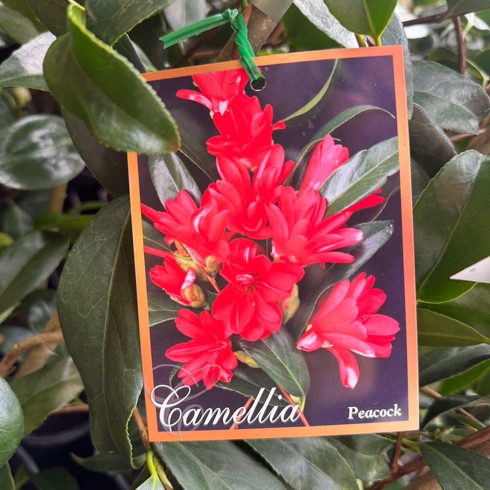 Camellia Japonica Peacock - 20cm Pot