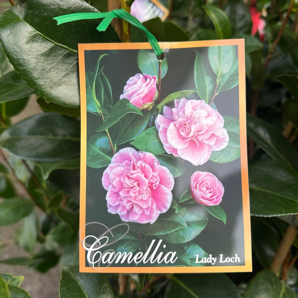 Camellia Lady Loch - 20cm Pot
