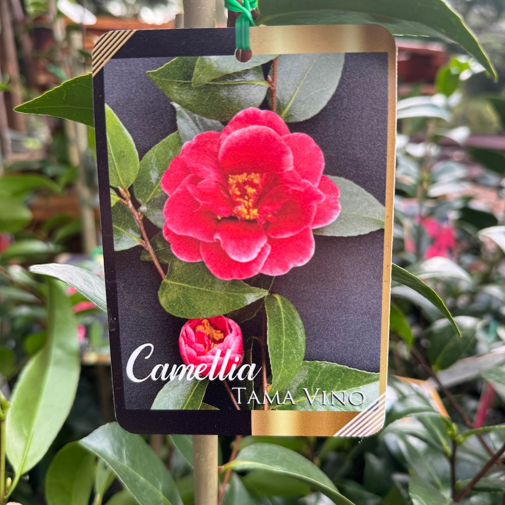 Camellia Japonica Tama Vino - 20cm Pot