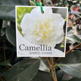 Camellia Japonica Shiro Chan - 20cm Pot