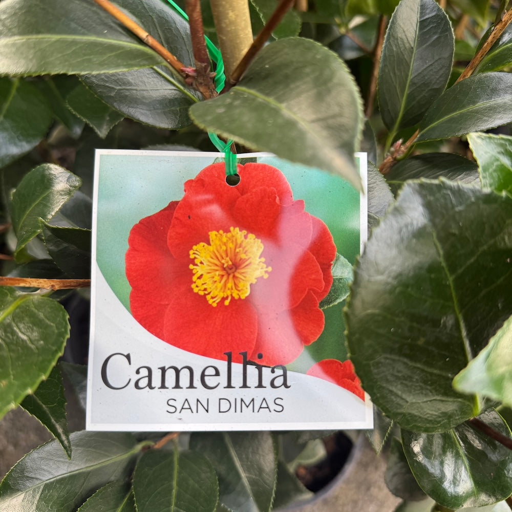 Camellia Japonica San Dimas - 20cm Pot