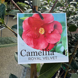 Camellia Japonica Royal Velvet - 20cm Pot