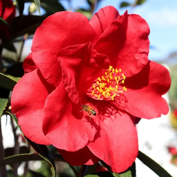 Camellia Japonica Royal Velvet - 20cm Pot