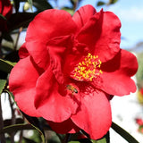 Camellia Japonica Royal Velvet - 20cm Pot