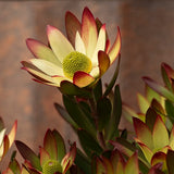 Leucadendron Harvest - 14cm Pot