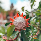 Protea Little Prince - 14cm Pot