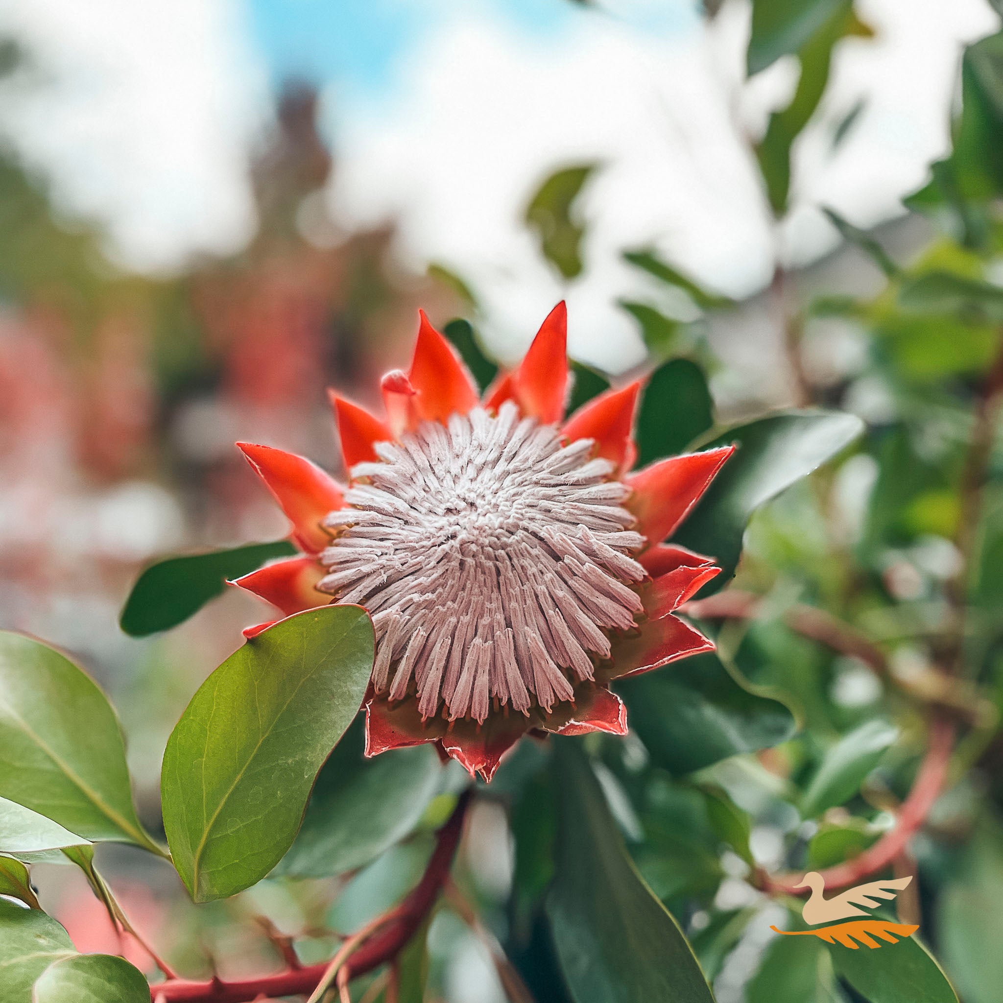 Protea Little Prince - 14cm Pot