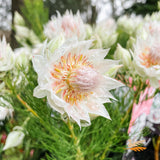 Serruria Blushing Bride - 14cm Pot