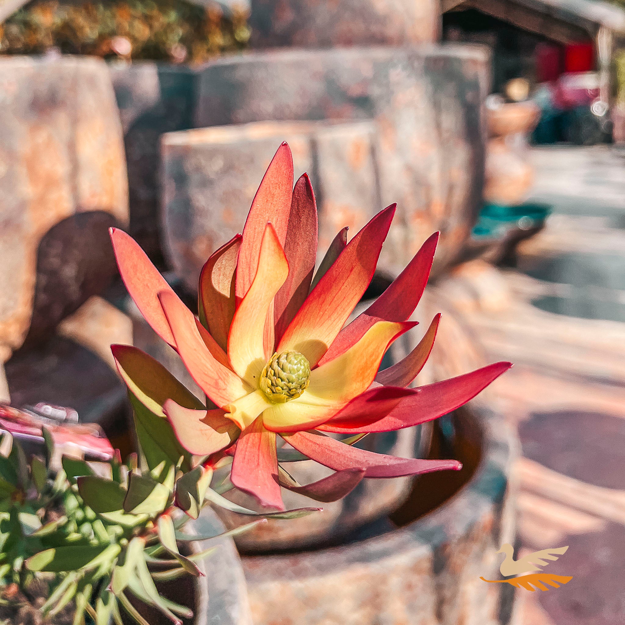 Leucadendron Devils Blush - 14cm Pot