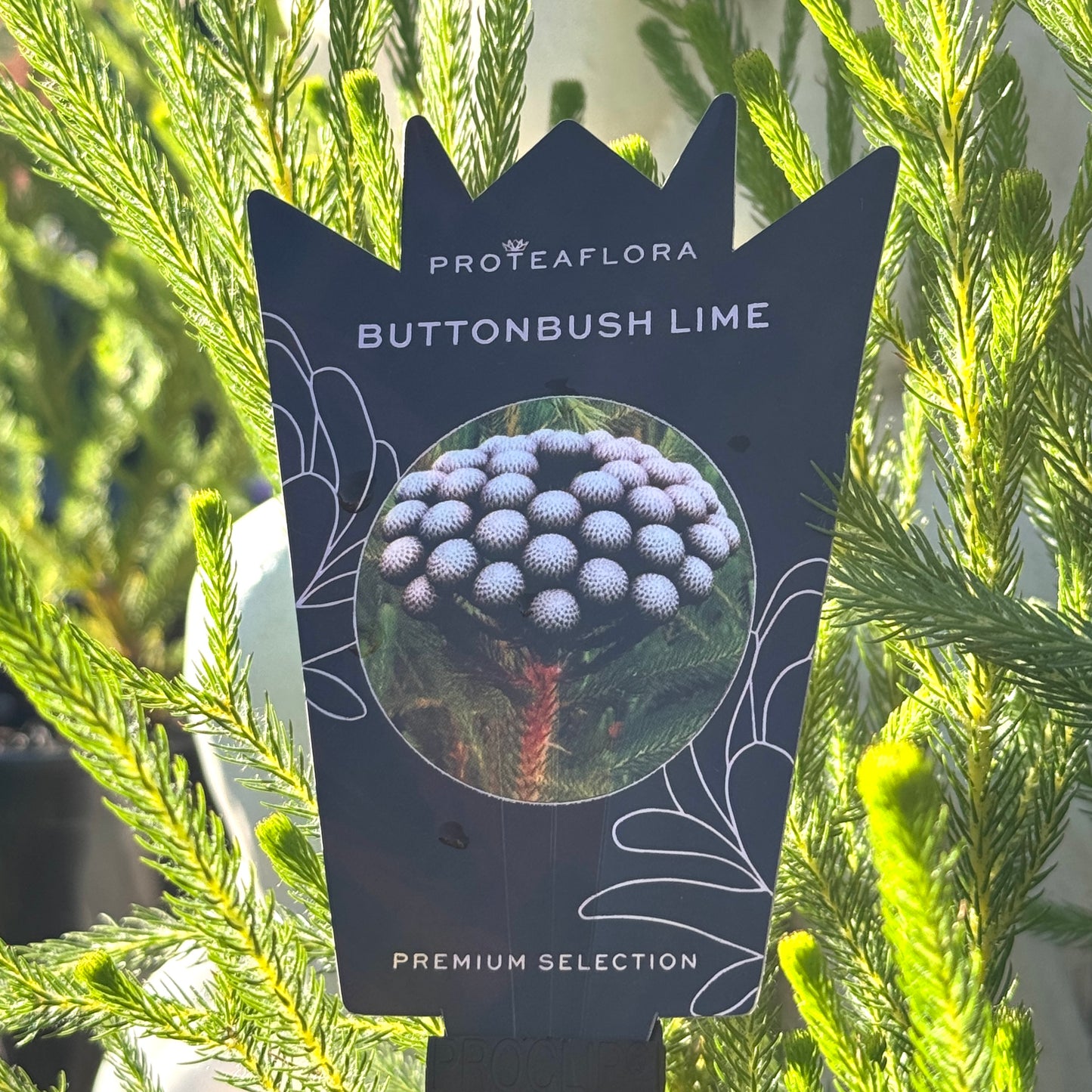 Berzelia Buttonbush Lime - 14cm Pot