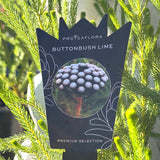 Berzelia Buttonbush Lime - 14cm Pot
