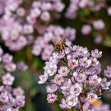 Thryptomene Saxicola - 14cm Pot
