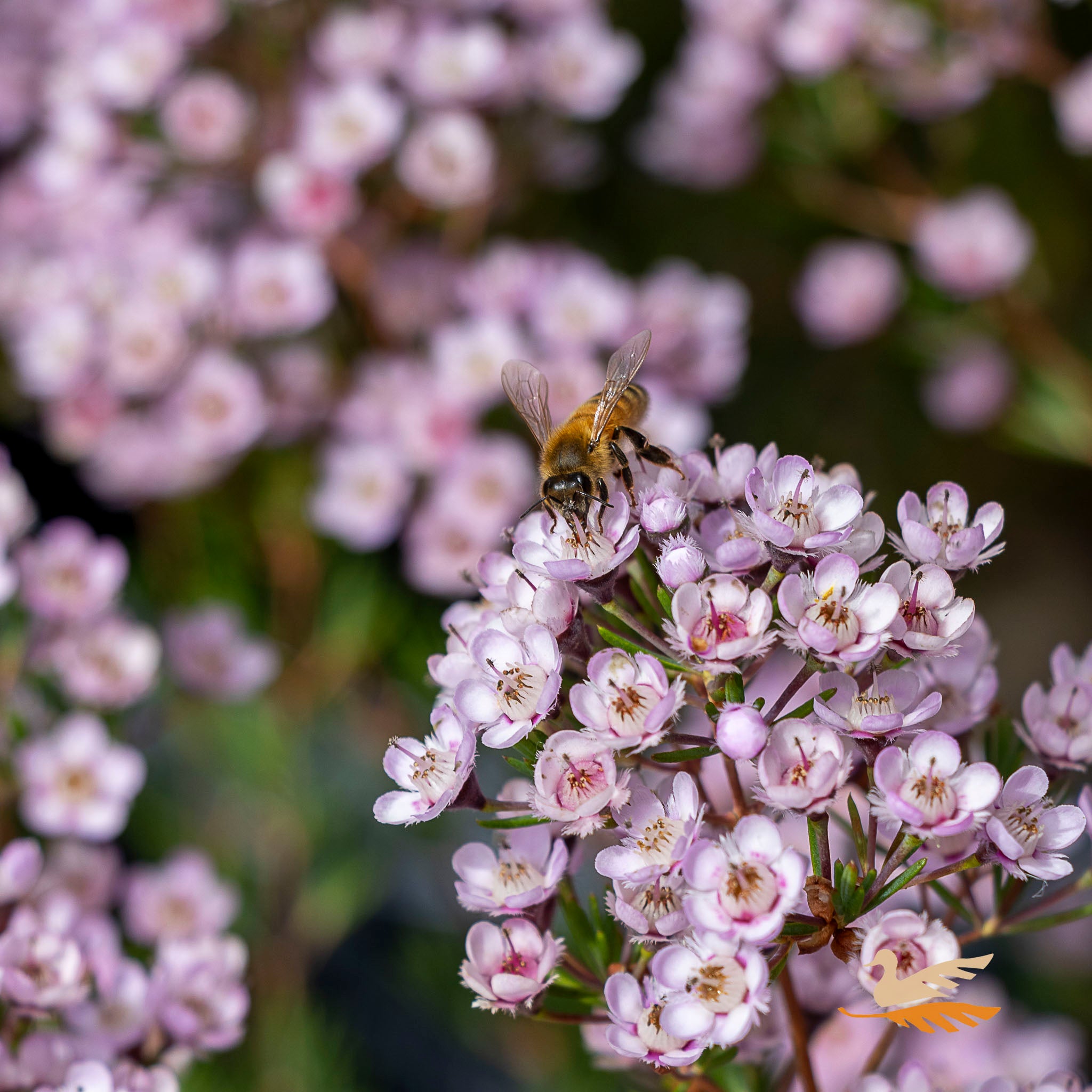 Thryptomene Saxicola - 14cm Pot