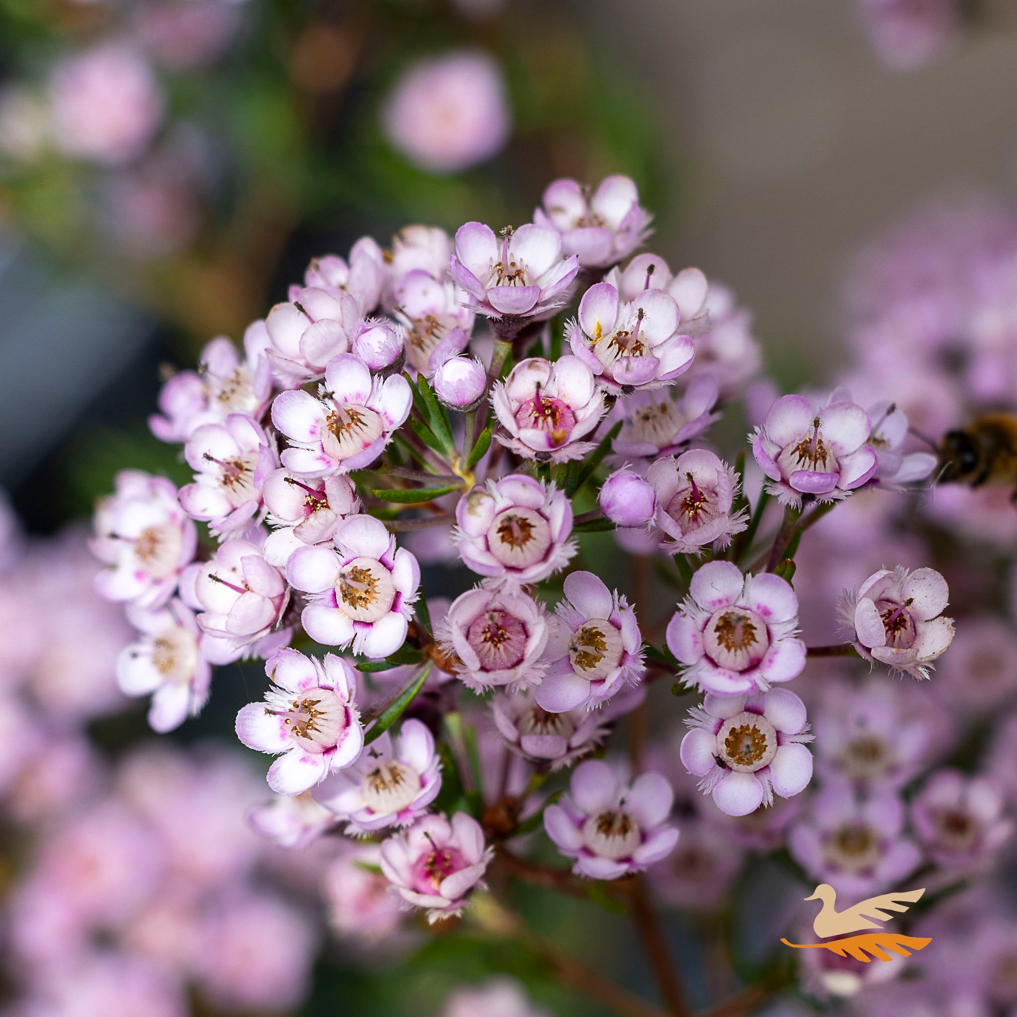 Thryptomene Saxicola - 14cm Pot