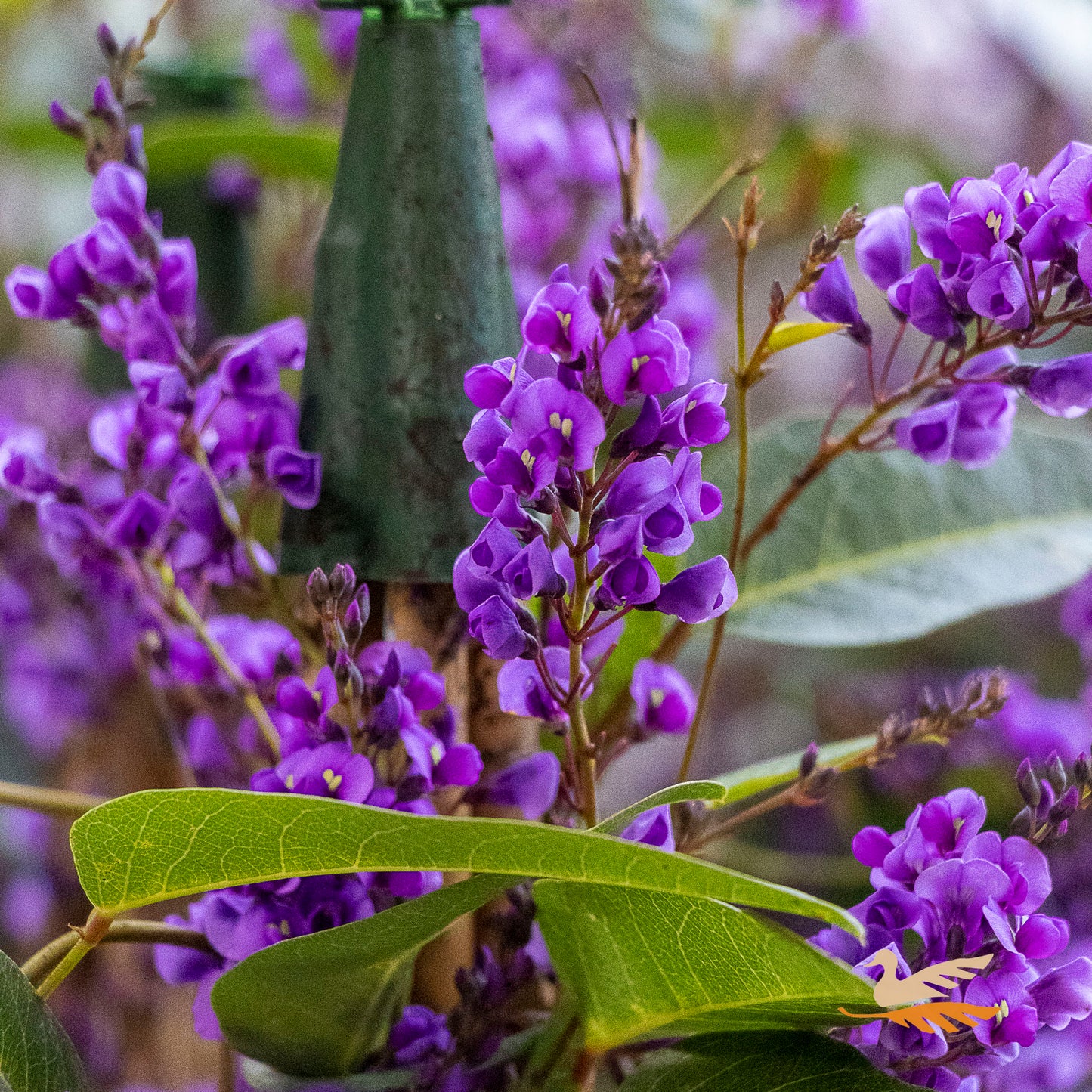 Hardenbergia Happy Wanderer - 20cm Pot