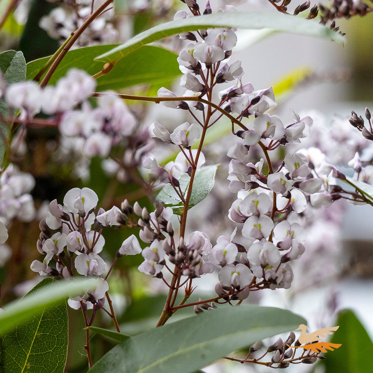 Hardenbergia Free N Easy - 14cm Pot