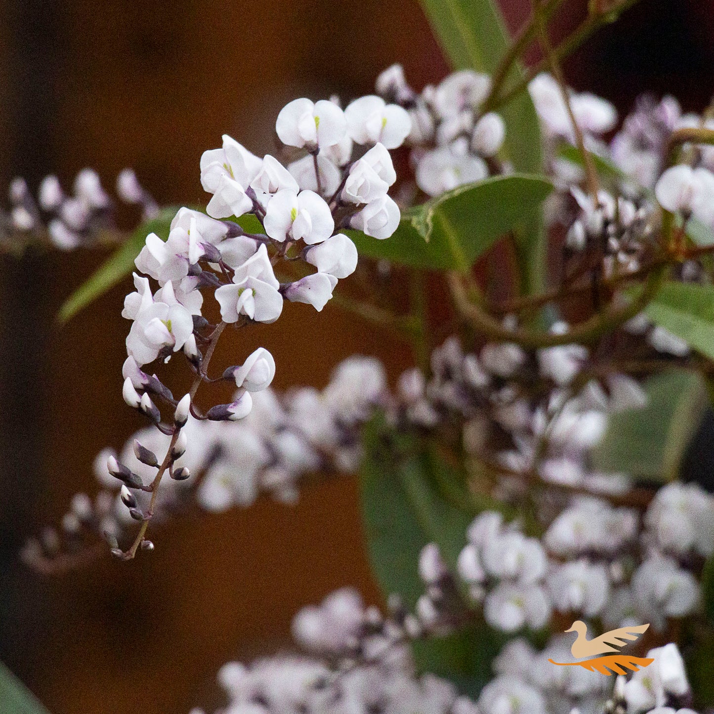 Hardenbergia Free N Easy - 20cm Pot