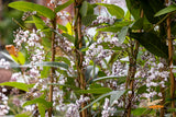 Hardenbergia Free N Easy - 20cm Pot