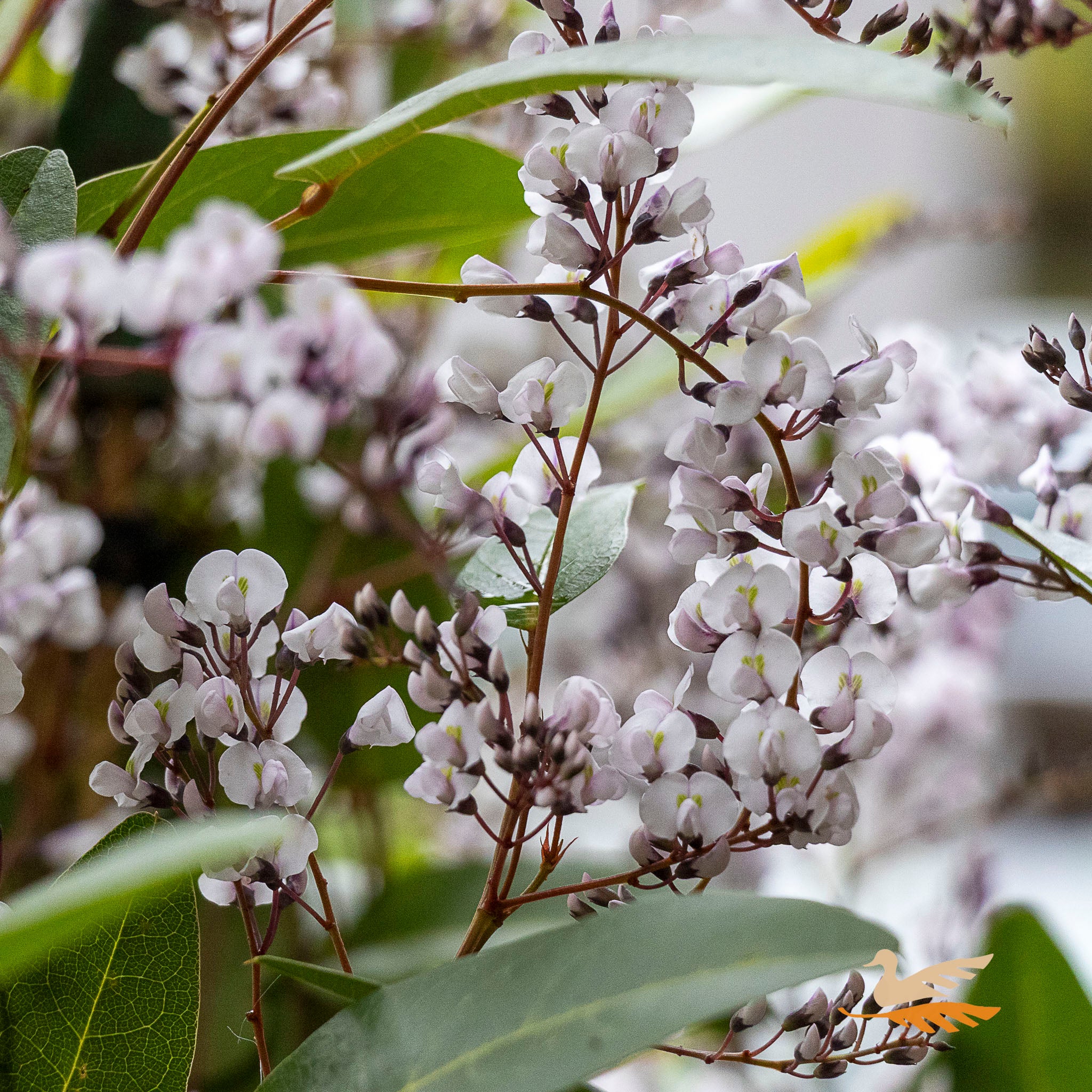 Hardenbergia Free N Easy - 20cm Pot