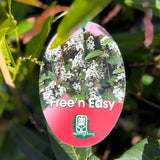 Hardenbergia Free N Easy - 20cm Pot