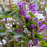Hardenbergia Happy Duo - 20cm Pot
