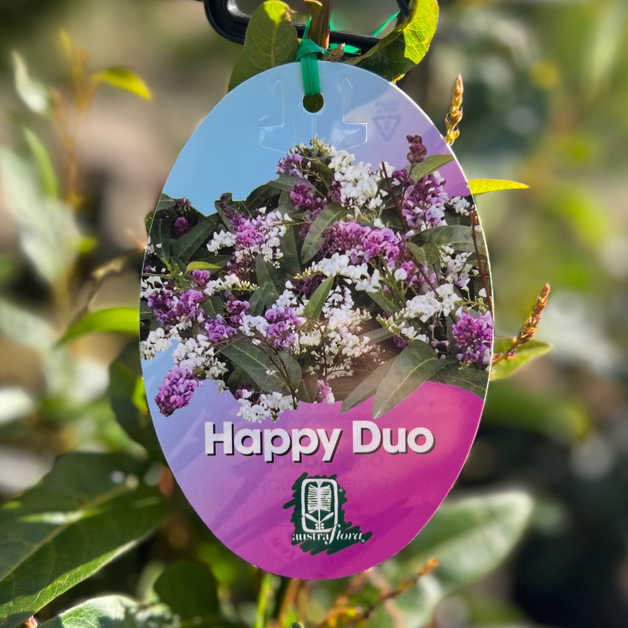 Hardenbergia Happy Duo - 20cm Pot