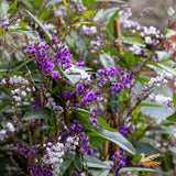 Hardenbergia Happy Duo - 20cm Pot