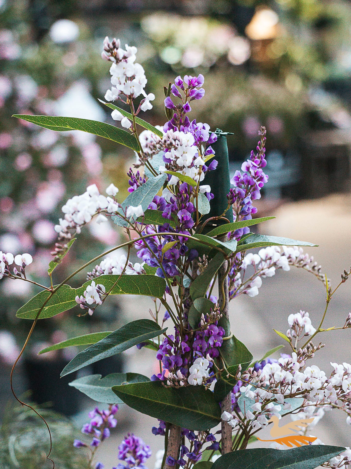 Hardenbergia Happy Duo - 20cm Pot