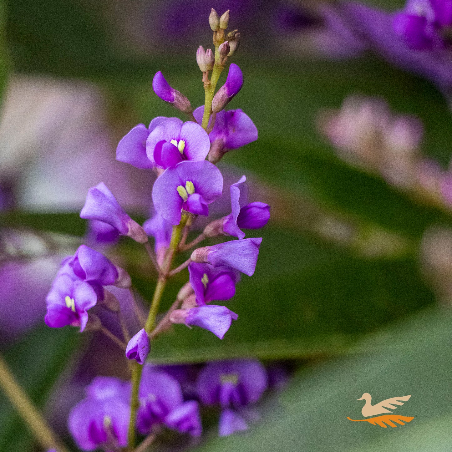 Hardenbergia Happy Wanderer - 14cm Pot