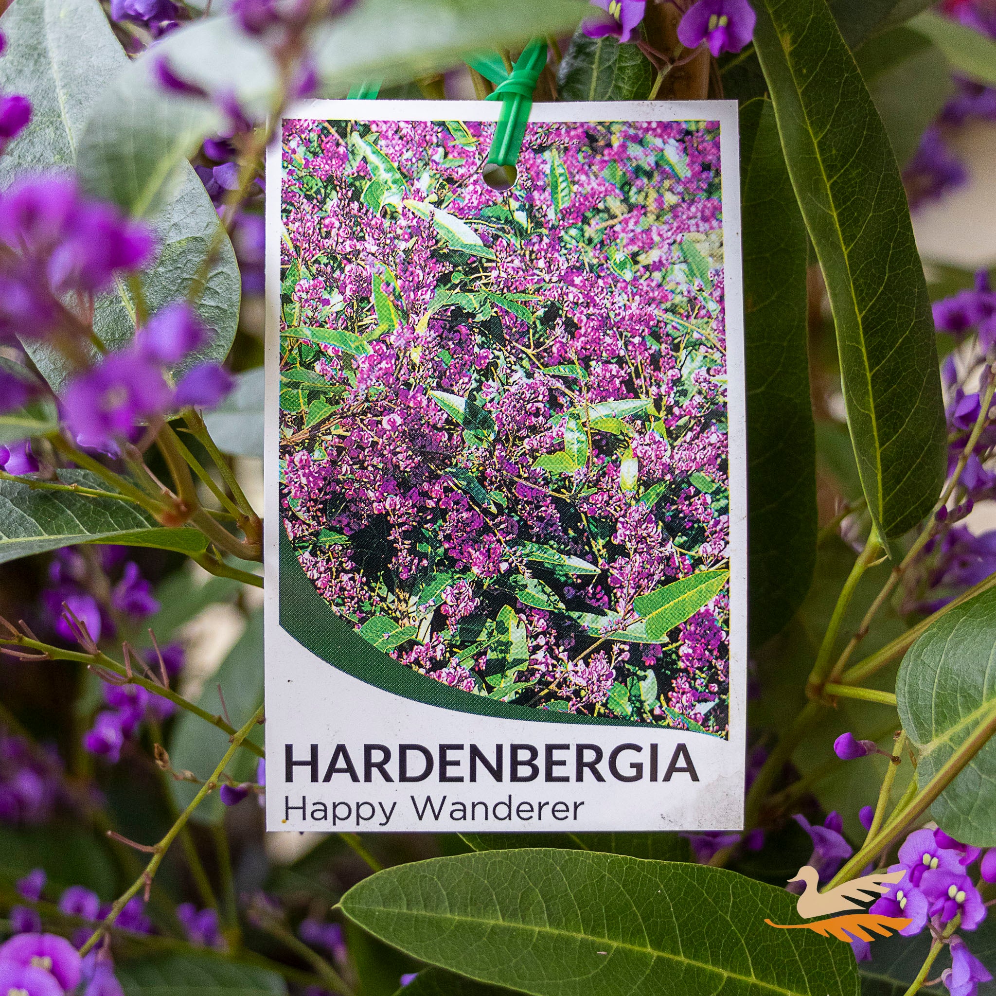 Hardenbergia Happy Wanderer - 14cm Pot