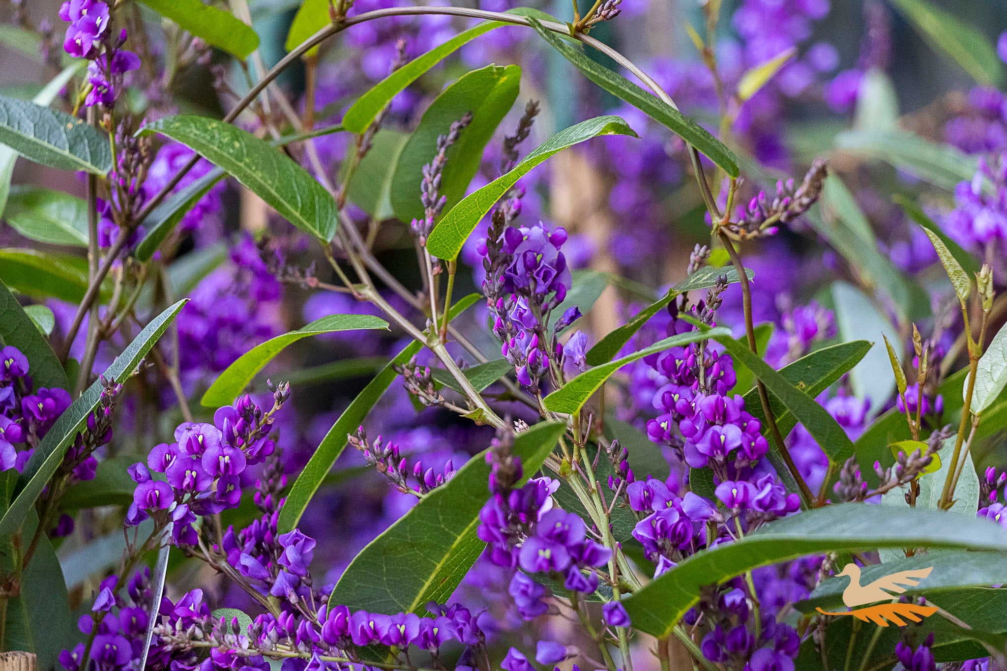 Hardenbergia Happy Wanderer - 14cm Pot
