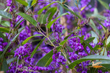 Hardenbergia Happy Wanderer - 20cm Pot