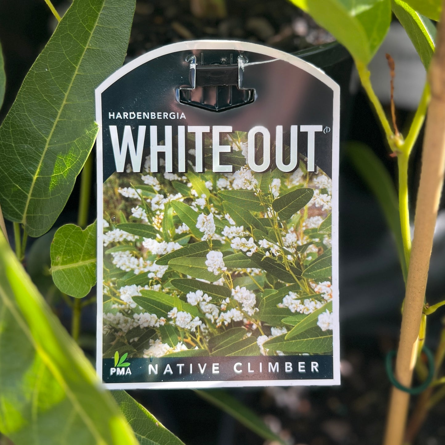 Hardenbergia White Out - 14cm Pot
