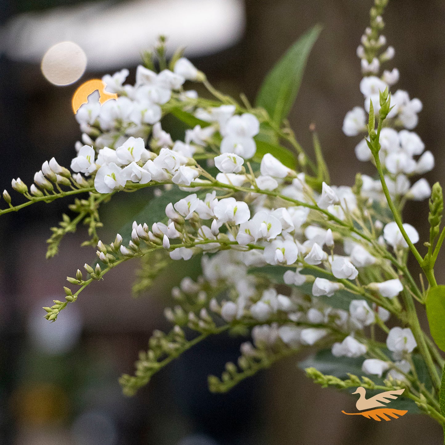 Hardenbergia White Out - 14cm Pot