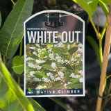 Hardenbergia White Out - 20cm Pot