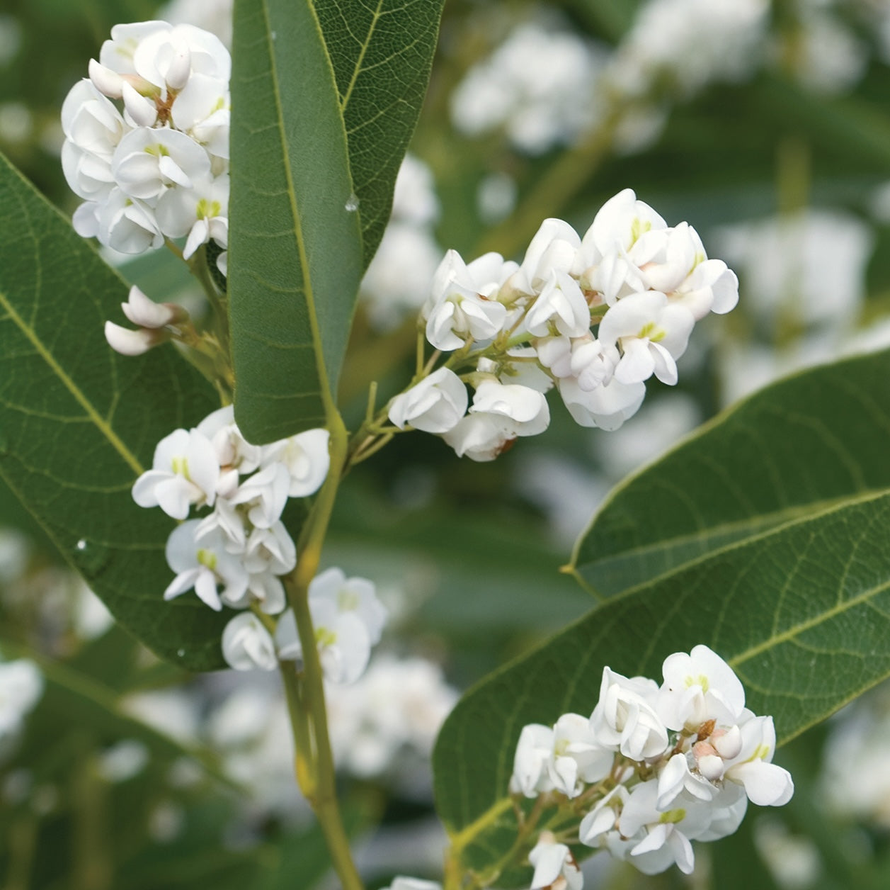 Hardenbergia White Out - 20cm Pot
