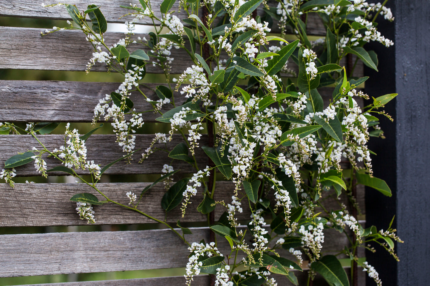 Hardenbergia White Out - 20cm Pot