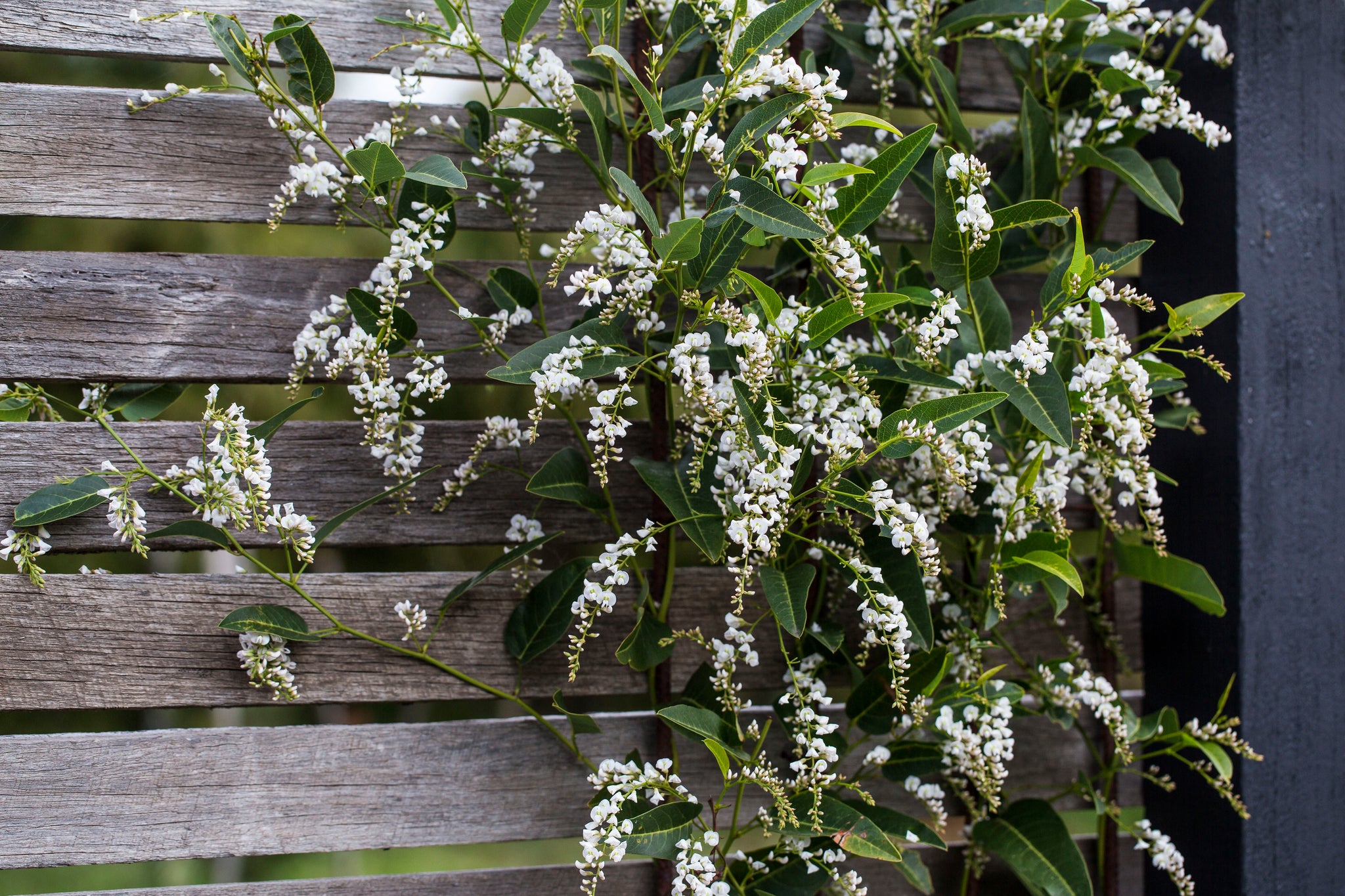 Hardenbergia White Out - 20cm Pot