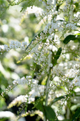 Hardenbergia White Out - 20cm Pot