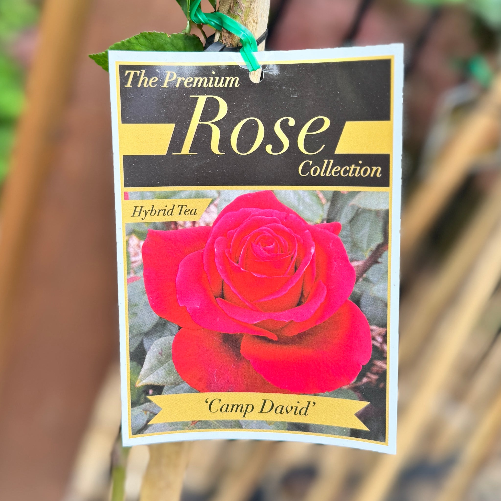 Bush Rose Camp David - 20cm Pot