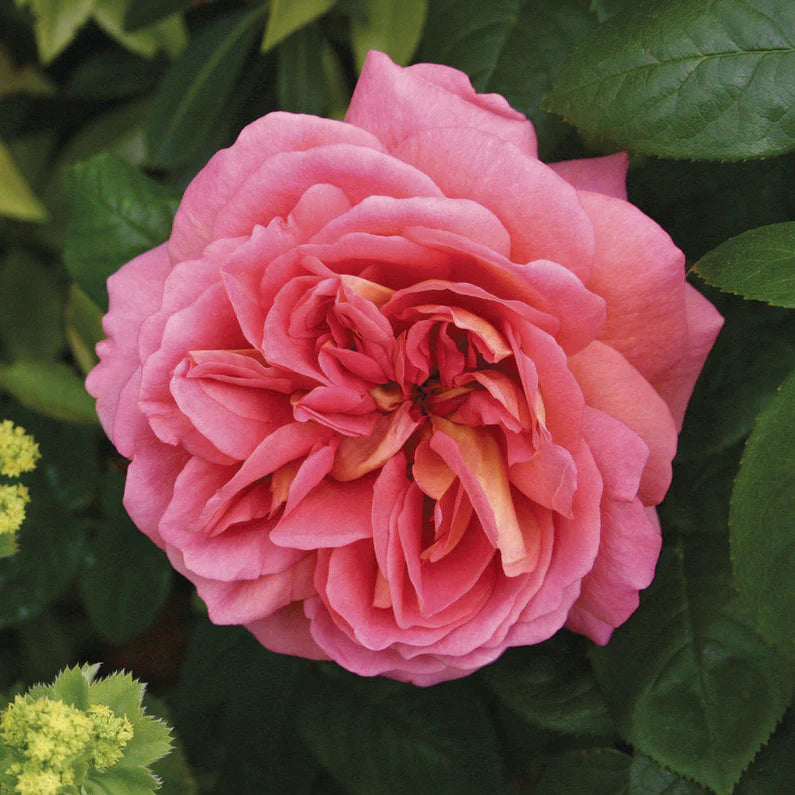 David Austin Bush Rose The Endeavour - 20cm Pot