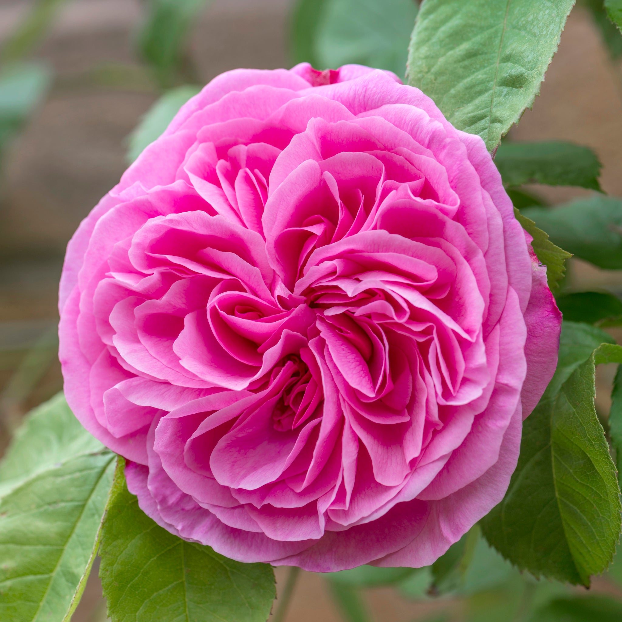 David Austin Bush Rose Gertrude Jekyll - 20cm Pot