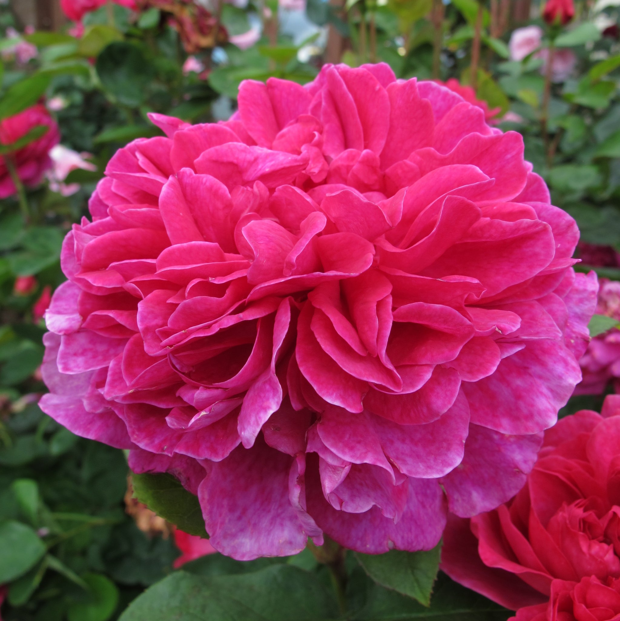 David Austin Bush Rose Sophy's Rose - 20cm Pot