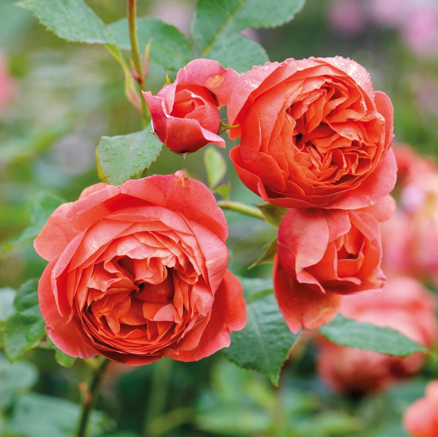 David Austin Bush Rose Summer Song - 20cm Pot