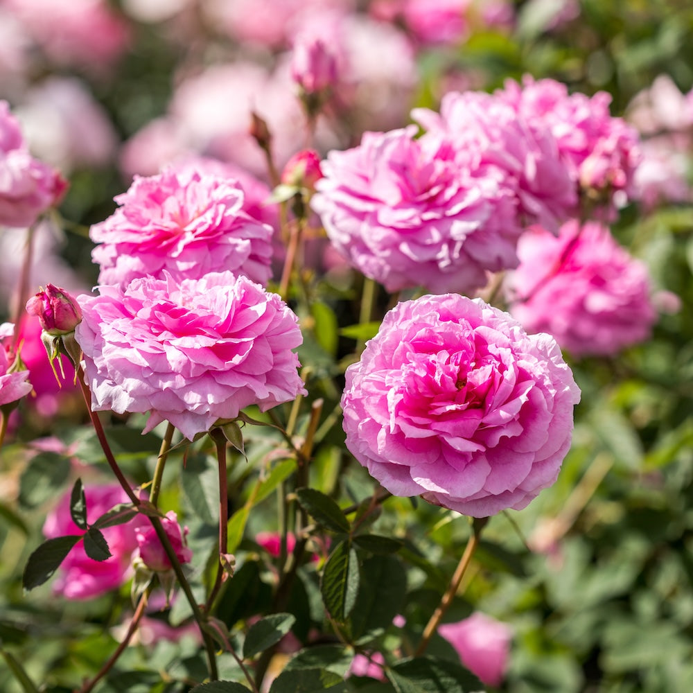 David Austin Bush Rose The Mayflower - 20cm Pot