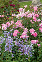 David Austin Bush Rose The Mayflower - 20cm Pot