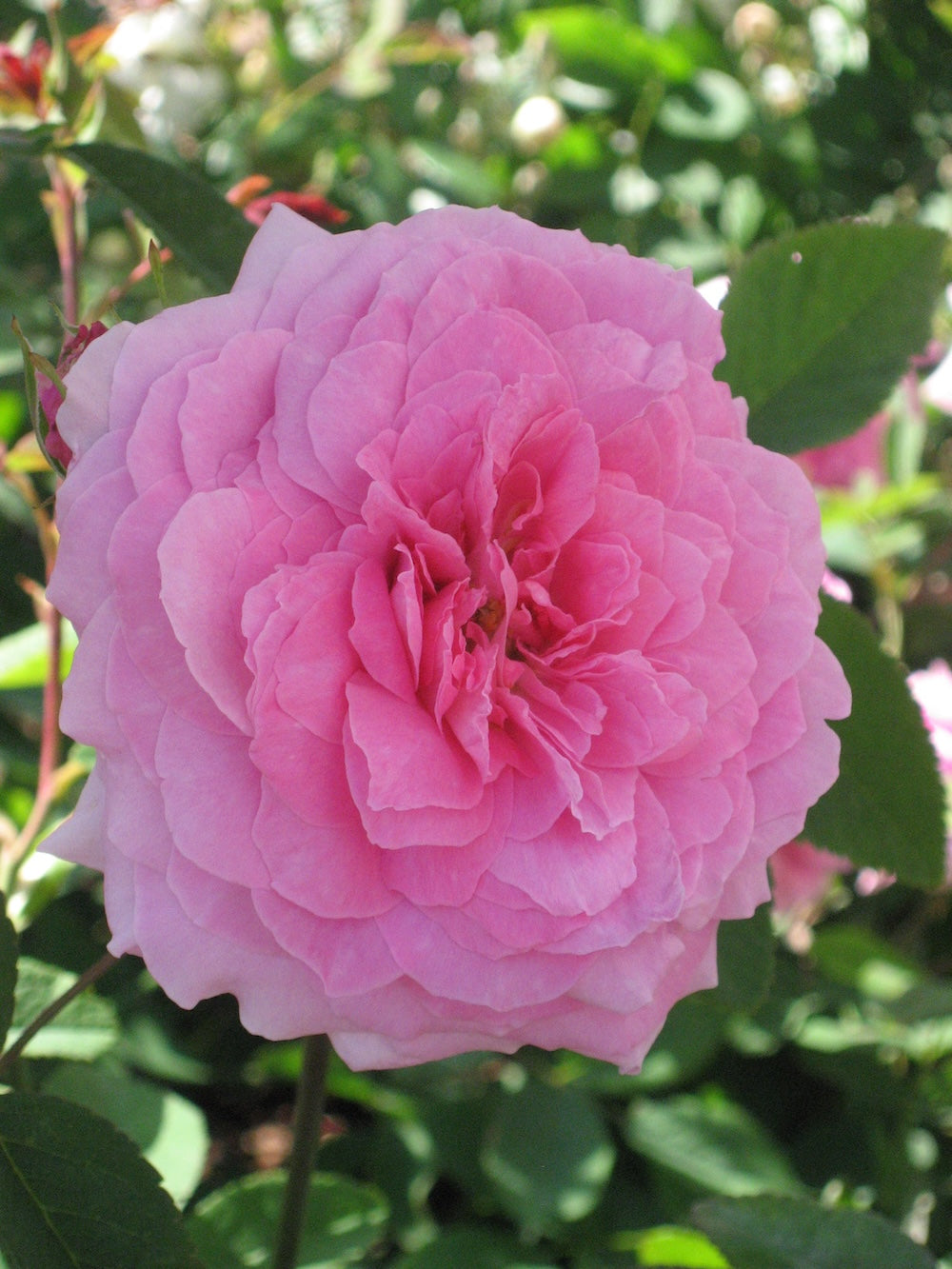 David Austin Bush Rose The Mayflower - 20cm Pot
