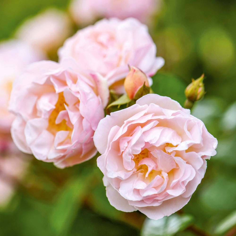 David Austin Climbing Rose Lady Of The Lake - 20cm Pot