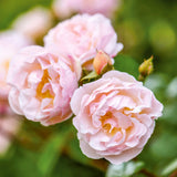 David Austin Climbing Rose Lady Of The Lake - 20cm Pot