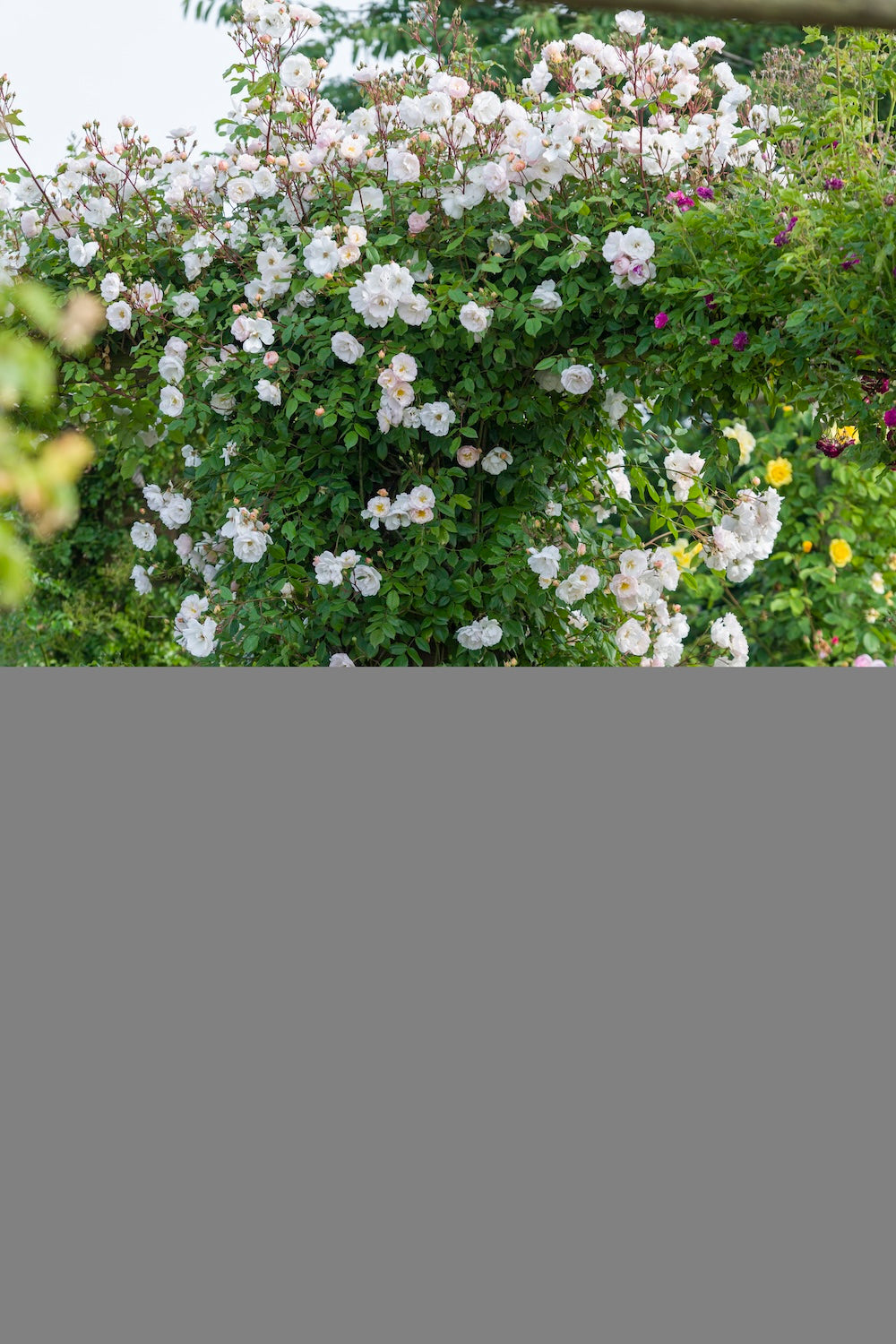 David Austin Climbing Rose Lady Of The Lake - 20cm Pot